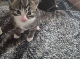 Female tabbie kitten ready to leave now just been de flead eating by herself