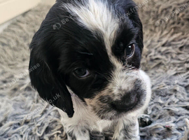 Beautiful blue roan cocker spaniel puppies for sale