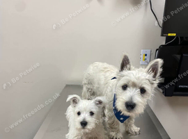 Our last west highland terrier boy