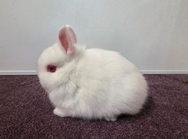 1 Netherland dwarf babies ready for new homes