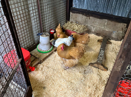 Hybrid eggs