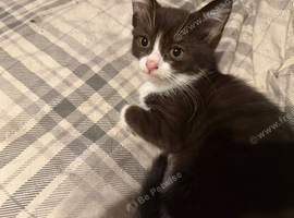Kittens ready for adoption