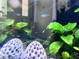 Baby guppies