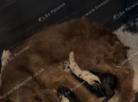 Labradoodle F1B Health clear pups