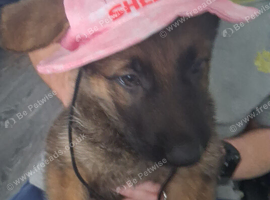 German Shepherd puppy
