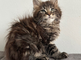 Tica registered maine coon kittens
