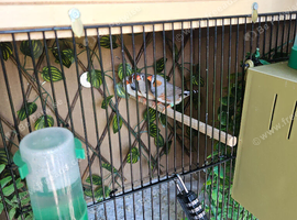 Lovely zebra finches