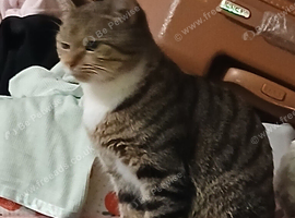 Bengle cat for sale