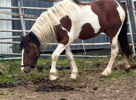 Lovely 2year old filly for sale