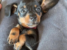 Dachshund Puppies