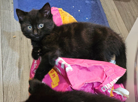 Beautiful Maine Coon mix 3 kittens