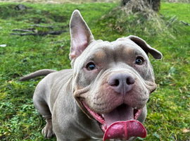 Female micro bully