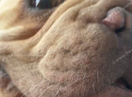 French bulldog Hugo