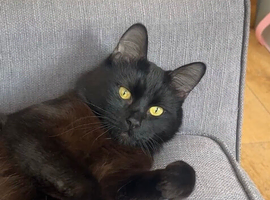 Cute Cat