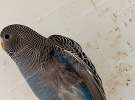 One black budgie black face black wing budgie for sale