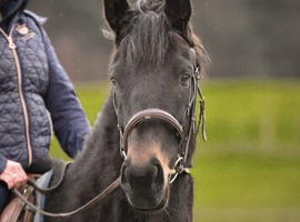 Beautiful bay mare