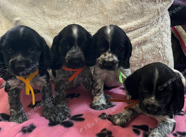 Stunning show type cocker spaniel puppies