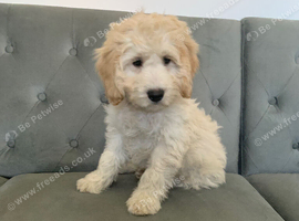 Gorgeous champagne boy Cockapoo puppy