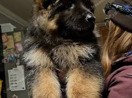 Three longhair beauty pups available