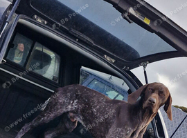 Stunning working GSP up for stud