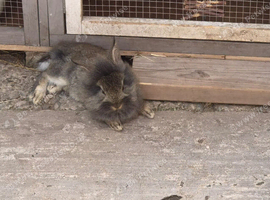 8 week old baby bunnies