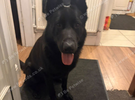 German Shepard