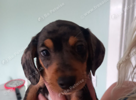 Miniture Dachshund x miniature pincher Cross Dachshund