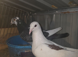 Racing pigeons
