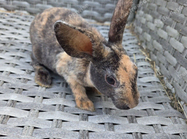 Mini rex babies