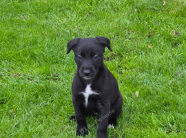 Lurcher pups for sale