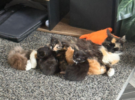 Maincoon mix