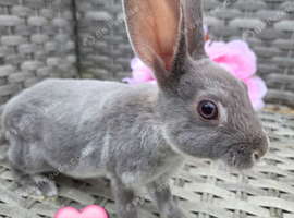 Mini rex babies available now