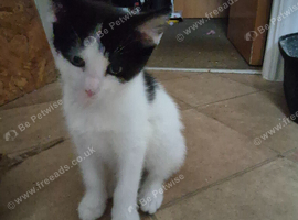 Kitten 10 weeks old