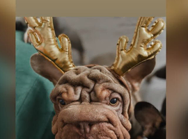 English x French bulldog