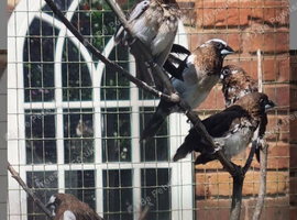 Bengales finches for sale