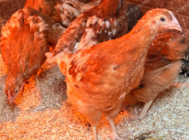 8 week old chicks all female