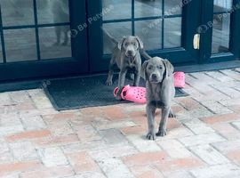 Beautiful Labrador puppies
