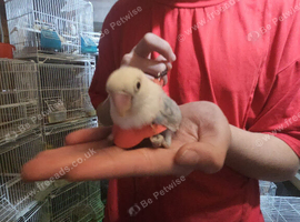 Super tame baby lovebirds