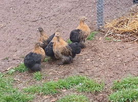 Pekin bantam pullets(all female)