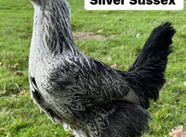 Young Silver Sussex hens for sale
