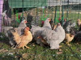 Lavender Pekin Bantam hens