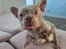 Rare Merle Isabella French Bulldog STUD