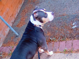 American bulldog x