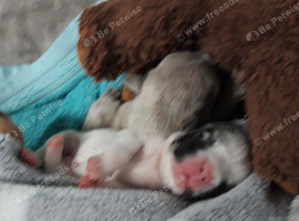 Pups for sale