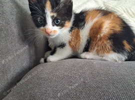 tortoiseshell kittens