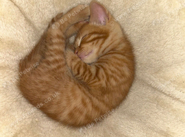 Adorable kittens for sale only 2 left