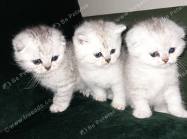 Fluffy Scottish folds