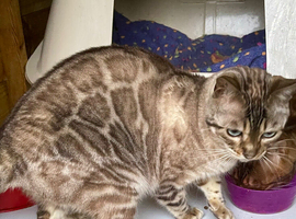 Spayed Adult Female Bengal
