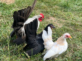 14 week old Trio of serama ( 2 female 1 male )