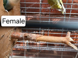 Lovebird
